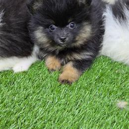 AKC Ares - Black and tan male Pomeranian puppy in Albany, Indiana from Hatz Off Puppies