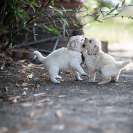 Cavalier King Charles Spaniel and Golden Retriever Puppies from Tsarevich Goldens and Cavaliers