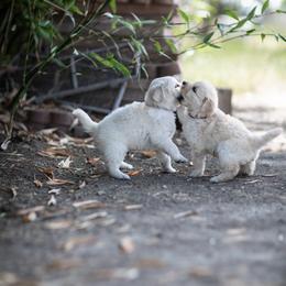 Cavalier King Charles Spaniel and Golden Retriever Puppies from Tsarevich Goldens and Cavaliers