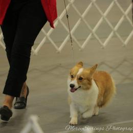 Pembroke Welsh Corgi Puppies from 24k Corgis