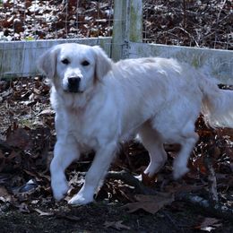 Maggie - Golden Retriever