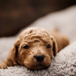 Goldendoodle Puppies from Thompson's Doodle Co.