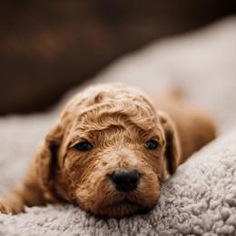Goldendoodle Puppies from Thompson's Doodle Co.