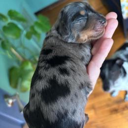 Loki - Dapple male Dachshund puppy in Jacksonville, North Carolina from Lizzie’s Doxies