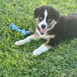 Feather - Black tri-color female Australian Shepherd puppy in California from Eagle River Aussies