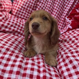 Dachshund Puppies from Boot Scootin Pups