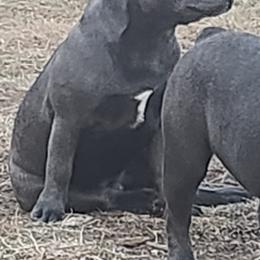 French Bulldog Puppies from Sun City Kennels