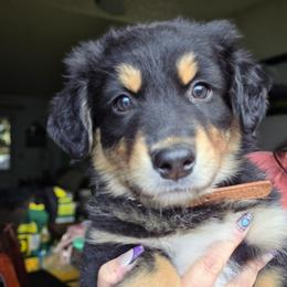 Freddy - Black tri-color male Australian Shepherd puppy in Salem, Oregon from Steady Aim Aussies
