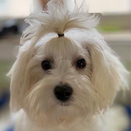 Geo - White male Maltipoo puppy in Colonial Beach, Virginia from BeachRidge Pups