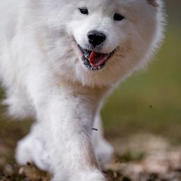 Australian Shepherds and Samoyeds from SnowBlitz Samoyeds and CoralBlitz Aussies