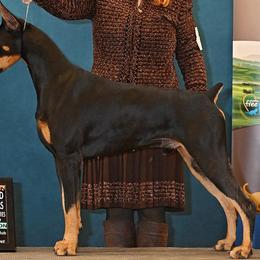 Apollo - Doberman Pinscher