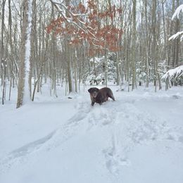 Labrador Retriever Puppies from Caledonia Labradors