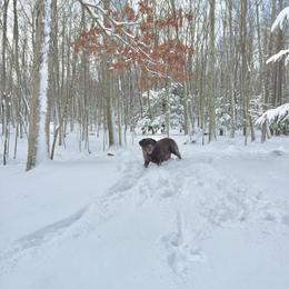 Labrador Retriever Puppies from Caledonia Labradors