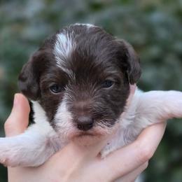 Lucy - Parti female Schnoodle puppy in Timmonsville, South Carolina from For the LOVE of Poodles, Doodles and Sheepdogs