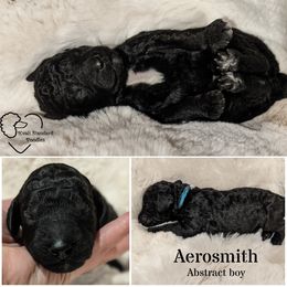 Poodle Puppies from Kvali Standard Poodles