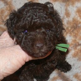 Green Collar - Brown male Poodle puppy in Lafayette, Tn, Tennessee from Debra White