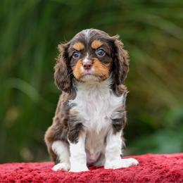 Sleepy - Chocolate male Cavalier King Charles Spaniel puppy in Sugarcreek, Ohio from Chocolate Cavalier