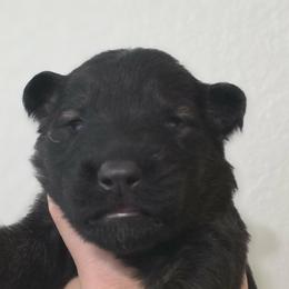 Light blue collar - Sable male German Shepherd puppy in Oscoda, Michigan from Sstar