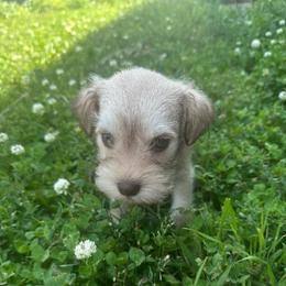 Toffee - Wheaten male Miniature Schnauzer puppy in West Point, Nebraska from Canyon Rose Schnauzers