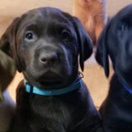 Labrador Retrievers from Jennifer Lepak's Labrador Retrievers