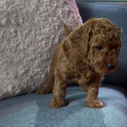 Cocoa - Red  Poodle puppy in Jensen Beach, Florida from Pineapple Poodles