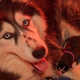 Siberian Huskies from Humorous Huskies