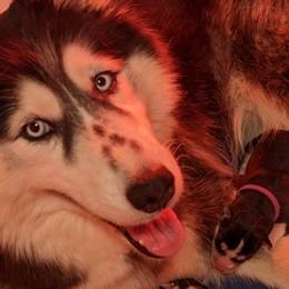 Siberian Huskies from Humorous Huskies