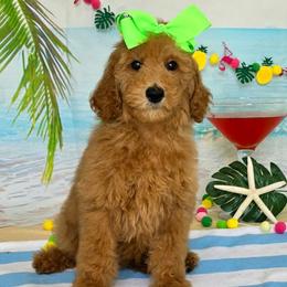 Gracie's Lime Girl - Red  female Goldendoodle puppy in Kountze, Texas from Texas Doodles LLC