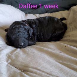 Daffee - Poodle puppy in Lebanon, Ohio from Lucky's Legacy