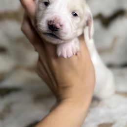 Pancake - Cream female Dachshund puppy in Oklahoma City, Oklahoma from Barrett’s Doxie Farm