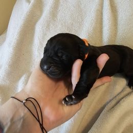 Orange collar Girl 3 - Black female Cane Corso puppy in Cottonport, Louisiana from Sweet Cane Corsos