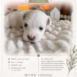 Obi - White male Coton de Tulear puppy in Freeport, Texas from H❤️PE COTONS