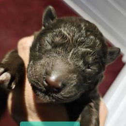 Kiana - Brown and white female Siberian Husky puppy in Meridian, Mississippi from JJ's Huskies