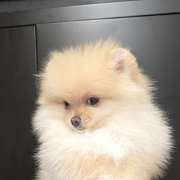 Girl 2 - Cream sable female Pomeranian puppy in Meherrin, Virginia from Traveling Poms