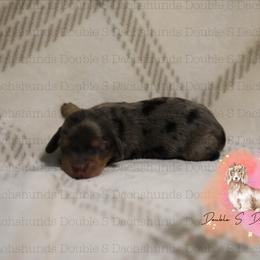 Wally - Dapple male Dachshund puppy in Timpson, Texas from Double S Kennel