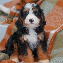 Elle (socialization program student) - Tri-color female Bernedoodle puppy in Dundee, Ohio from Down Home Doodle