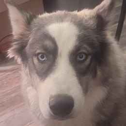 Logie - Siberian Husky