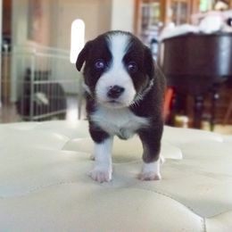 Perl (Girl 3) - Black tri-color Australian Shepherd puppy in Goodyear, Arizona from Kingdom Kennels