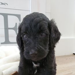 Goldendoodle Puppies from Auburn Hills Doodles & Poodles