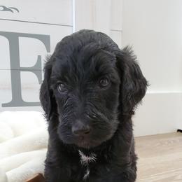 Goldendoodle Puppies from Auburn Hills Doodles & Poodles