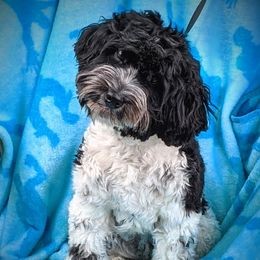 Panda - Australian Labradoodle