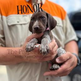 Honor - female German Shorthaired Pointer puppy in Six Mile, South Carolina from The Proper Pointer Co.