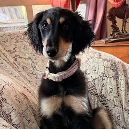 Shah - Orange Boy - Black and tan male Saluki puppy in Los Angeles, California from Srinagar Salukis