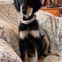 Shah - Orange Boy - Black and tan male Saluki puppy in Los Angeles, California from Srinagar Salukis