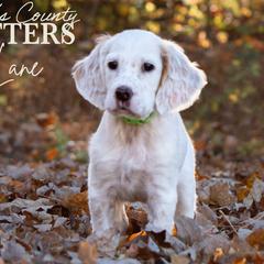 Lane- Green Collar - English Setter puppy from Bucks County Setters