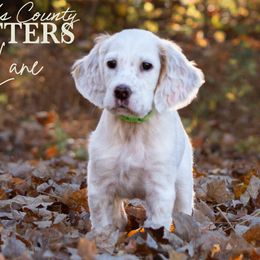Lane- Green Collar - English Setter puppy from Bucks County Setters
