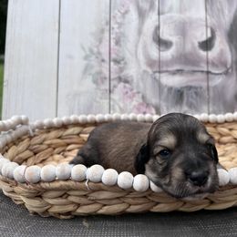 Dachshund Puppies from Victoria’s Dachshunds