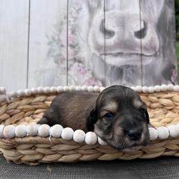 Dachshund Puppies from Victoria’s Dachshunds