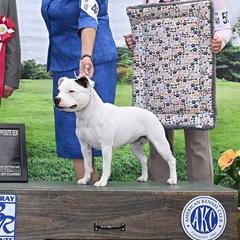 Staffordshire Bull Terriers from Sublime Staffords