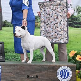 Staffordshire Bull Terriers from Sublime Staffords